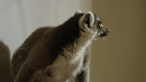 Lemur-eating-in-captivity-looks-towards-camera---medium-shot