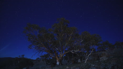 Australia-Luna-Luz-Estrella-Nieve-Chicle-árbol-Estrella-Lapso-Muy-Guay-único-Interior-Establecer-Tiempo-Disparar-Por-Taylor-Brant-Película