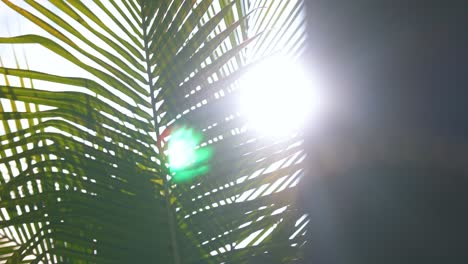 Slow-Motion-Shot-of-Sun-Shining-Through-Palm-Fronds