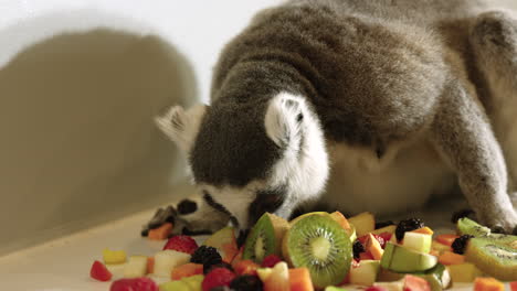 Lemur-sniffing-pile-of-cut-fruits---in-captivity-nature-centre---close-up