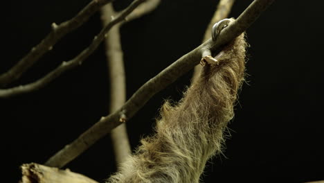 Sloth-claw-holding-onto-treebranch---extreme-close-up