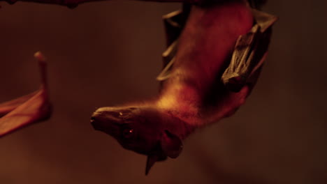 Bats-hanging-upside-down-shivering---close-up