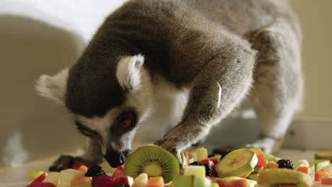 Lemur-in-captivity-searches-through-pile-of-fruits-for-his-favourite---close-up-on-cute-face-and-yellow-eyes