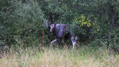 Slow-Motion-Shot-Of-Dinstinctive-Male-Moose-Resting-In-Wild-Nature,-Norway