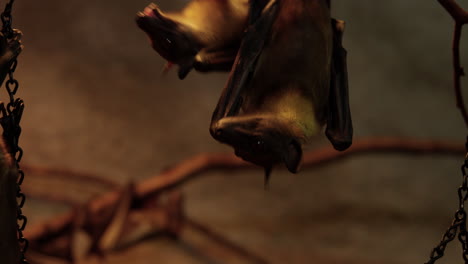 Bats-in-captivity-crawling-over-eachother-to-eat---close-up