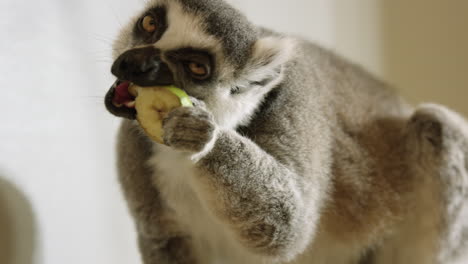 Lemur-peels-and-eats-banana-piece-in-captivity---close-up-on-face
