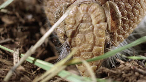 Armadillo-digging-in-forest-floor-for-bugs---extreme-close-up-on-face