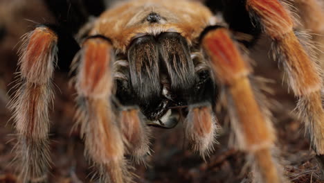 Mexican-Red-Knee-Tarantula-crawls-towards-camera-with-bug-in-mouth---extreme-close-up