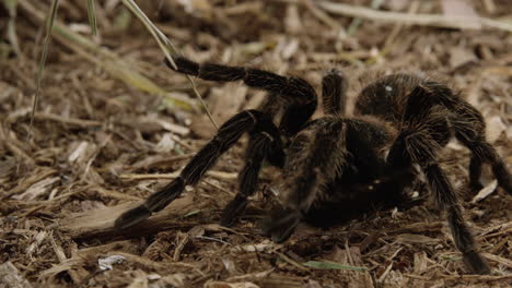 Tarantula-crawls-along-forest-floor---medium-shot