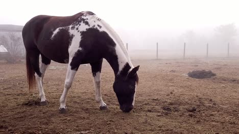 Paint-quarter-horse-in-local-rural-USA-farm,-foggy-day