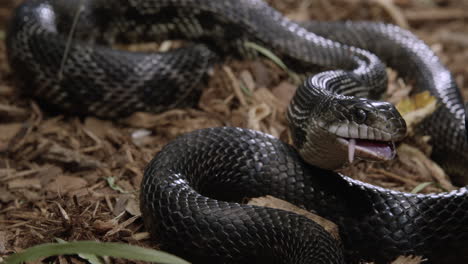 Black-rat-snake-finishes-eating-a-rat-found-on-forest-floor-pushes-it-down-its-body-to-digest
