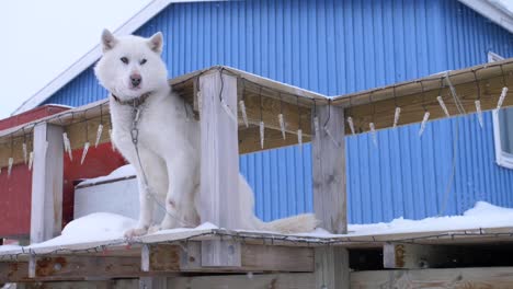 Weißer-Schlittenhund-Auf-Dem-Deck-Eines-Blauen-Hauses-In-Einem-Schneesturm