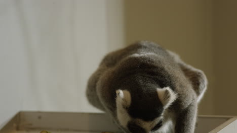 Lemur-Frisst-Früchte-In-Gefangenschaft---Blickt-Direkt-In-Die-Kamera---Halbtotale