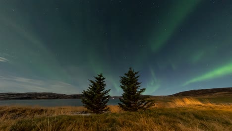 Green-northern-lights-dancing-over-two-pine-trees,-stable-timelapse