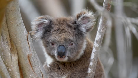 Close-up-of-a-sleepy-Koala-bear-in-a-tree-on-Kangaroo-Island-in-Australia
