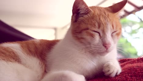 A-cat-in-white-orange-fur-portrait