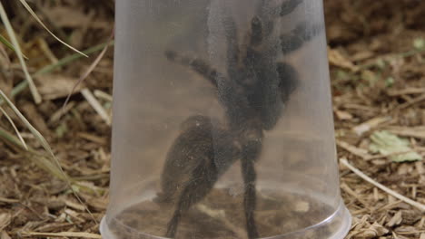 Man-traps-large-tarantula-spider-in-plastic-container-while-walking-through-forest---close-up