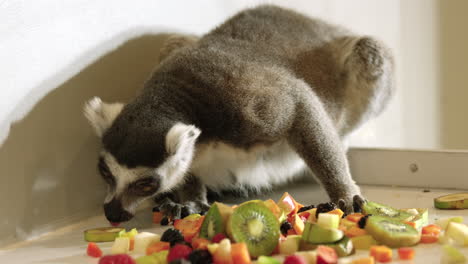 Lemur-sniffing-fruits-and-picks-up-banana-with-teeth-in-captivity---medium-shot