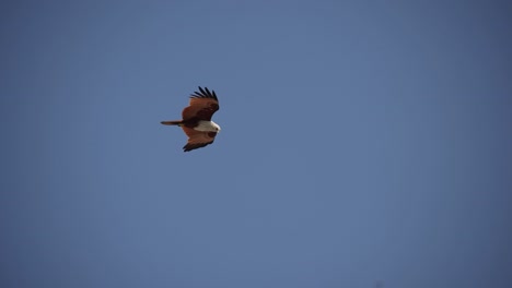 Adler,-Der-über-Dem-Himmel-Schwebt,-Um-Fische-Zu-Jagen