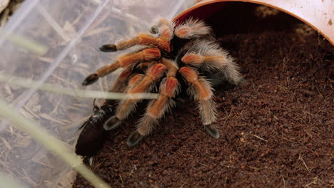 Mexikanisches-Red-Knee-Vogelspinnenhaustier-Frisst-Kakerlake-Im-Gehege