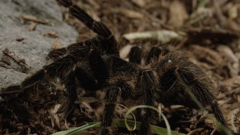 Tarantula-spider-crawls-along-rocky-forest-floor---close-up