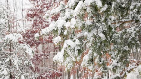 Snow-falling-on-forest-of-pine-trees