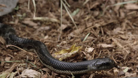 Black-rat-snake-opens-mouth-then-sticks-out-tongue-on-sunny-day---medium-shot