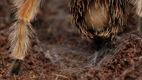 Mexican-Red-Knee-Tarantula-uses-spinnerets-to-lay-web-on-forest-floor---extreme-close-up
