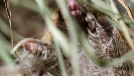 Armadillo-rolled-up-into-a-ball-wakes-up-and-tries-to-roll-over---extreme-close-up