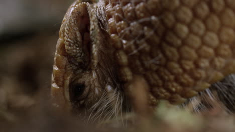 Armadillo-on-desert-floor---extreme-close-up-on-side-profile-of-face