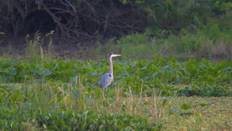 Crane-Standing-Still-in-Swamp-Wetlands,-Handheld-Shot