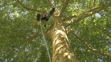 Climbing-a-tree-at-high-speed