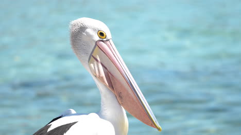 Nahaufnahme-Eines-Pelikanvogels-In-Australien