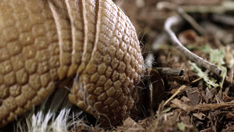 Armadillo-digging-for-food-on-forest-floor---close-up-from-behind-view