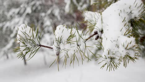 Large-snow-flakes-falling-on-winter-tree-branch