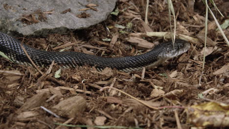 black-rat-snake-on-forest-floor---wide-shot