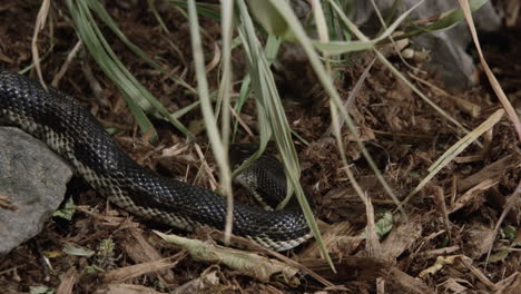 Black-rat-snake-turns-around-and-begins-to-slither-away---medium-shot
