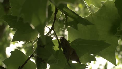 Plane-tree-leaves-through-the-sun-in-summer
