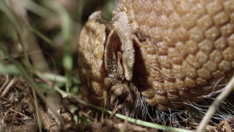 Armadillo-digging-in-forest-floor-for-bugs---extreme-close-up-on-face---side-profile