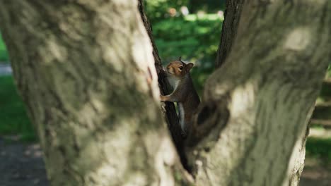 Eichhörnchen-Auf-Einem-Baum-Im-Park