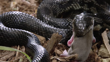 Black-rat-snake-eating-its-prey-on-forest-floor---close-up