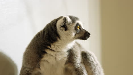 Lemur-Leckt-Lippen-Und-Starrt-Aus-Dem-Rahmen-Rechts---Seitenprofil
