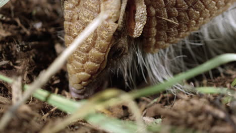 Armadillo-digging-for-bugs-and-eating-one---close-up-on-face