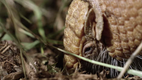 Armadillo-finds-and-eats-a-bug-on-the-forest-floor---extreme-close-up---side-profile