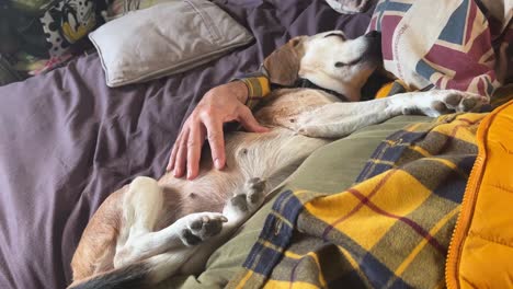 La-Vieja-Perra-Beagle-Duerme-Tranquilamente-Junto-A-Su-Amo-En-Casa