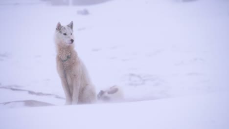 Single-sled-dog-standing-sentry-in-a-slow-motion-snowstorm-on-the-outskirts-of-the-city-of-Ilulissat,-Greenland