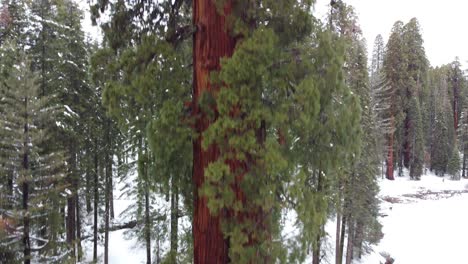 Sequoia-Gigante-Que-Se-Eleva-Sobre-El-Bosque-Cubierto-De-Nieve-Del-Parque-Nacional-Sequoia-En-Invierno
