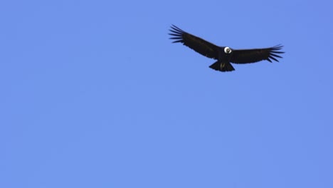 Andean-Condor---in-flight,-Slow-motion