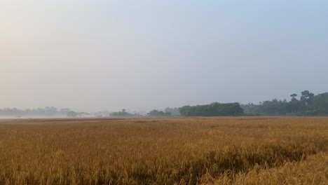 Rice-paddy-establisher-pan-on-harvest-season,-farmland-on-winter-morning,-Sylhet