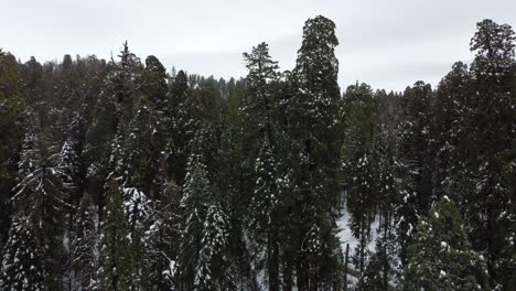 Kalifornische-Redwood-Bäume,-Die-Mit-Schnee-Besprenkelt-Sind